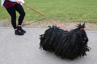 A dog owner arrives with her Hungarian Puli on the first day of the Crufts dog show at the National Exhibition Centre in Birmingham, central England, on March 10, 2016.  / AFP / JUSTIN TALLIS        (Photo credit should read JUSTIN TALLIS/AFP via Getty Images)