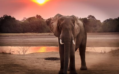 Giornata mondiale degli elefanti, le curiosità da sapere. FOTO