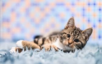 24 November 2021, Baden-Wuerttemberg, Villingen-Schwenningen: A young male cat is lying on a carpet in an apartment. Photo: Silas Stein/dpa (Photo by Silas Stein/picture alliance via Getty Images)