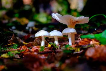 Nel 2020 sono state scoperte 156 nuove specie di piante e funghi