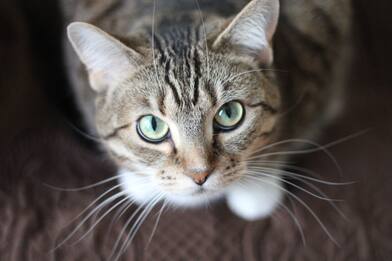 Festa del gatto 2022, le razze più curiose. FOTO