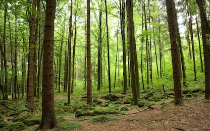 Il 5 giugno è la Giornata mondiale dell'ambiente: le iniziative