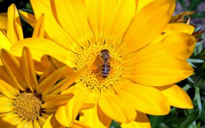 World Bee Day, a Pavia il progetto "Apicoltore per un giorno"