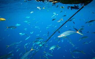GREENPEACE Una immagine diffusa il 28 aprile 2016 dall'ufficio stampa di Greenpeace, riguardante l'attività della sua nave Esperanza, che ha raggiunto l?Oceano Indiano, dove è impegnata in una spedizione pacifica per fermare le pratiche di pesca di Thai Union, il colosso mondiale del tonno in scatola, proprietario anche del marchio italiano Mareblu. ANSA / US GREENPEACE
+++ANSA PROVIDES ACCESS TO THIS HANDOUT PHOTO TO BE USED SOLELY TO ILLUSTRATE NEWS REPORTING OR COMMENTARY ON THE FACTS OR EVENTS DEPICTED IN THIS IMAGE; NO ARCHIVING; NO LICENSING+++