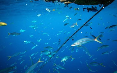 Una immagine diffusa il 28 aprile 2016 dall'ufficio stampa di Greenpeace, riguardante l'attività della sua nave Esperanza, che ha raggiunto l?Oceano Indiano, dove è impegnata in una spedizione pacifica per fermare le pratiche di pesca di Thai Union, il colosso mondiale del tonno in scatola, proprietario anche del marchio italiano Mareblu. ANSA / US GREENPEACE
+++ANSA PROVIDES ACCESS TO THIS HANDOUT PHOTO TO BE USED SOLELY TO ILLUSTRATE NEWS REPORTING OR COMMENTARY ON THE FACTS OR EVENTS DEPICTED IN THIS IMAGE; NO ARCHIVING; NO LICENSING+++