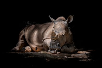 22 settembre, Giornata mondiale del rinoceronte: 20 curiosità. FOTO