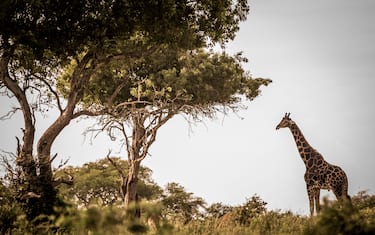 Giornata mondiale della giraffa, le curiosità che forse non conosci
