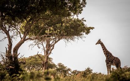 Giornata mondiale della giraffa, le curiosità che forse non conosci