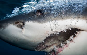 THE NEPTUNE ISLANDS, SOUTH AUSTRALIA - JUNE 2014: A close up of a great white sharks mouth, taken at The Neptune Islands, South Australia, June 2014.  THE infamous great white shark has been stigmatised as a bloodthirsty killer for decades but many enthusiasts are trying to finally rid of this misconception. As the largest predatory fish on Earth, great white sharks can grow to an average of 15 ft in length, though individuals exceeding 20 ft have been recorded. With abilities to detect one drop of blood in 100 litres, its clear to see why film directors have used this enormous fish as a vicious predator in Hollywood blockbusters. Wildlife and nature photographer, Brad Leue, was undeterred by the great whites false reputation, and jumped at the chance to dive with them off The Neptune Islands, South Australia.  PHOTOGRAPH BY Brad Leue / (Photo credit should read Brad Leue/Future Publishing via Getty Images)