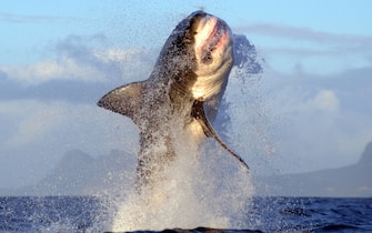 Great White Shark breaching at Seal Island, False Bay, South Africa (Photo by Chris Brunskill Ltd/Corbis via Getty Images)