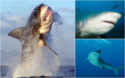 Quali sono gli squali più pericolosi per l'uomo. FOTO