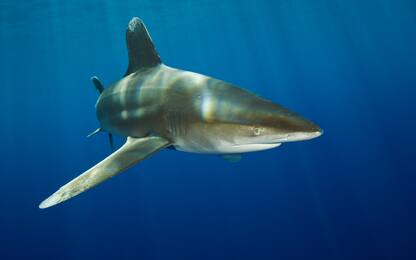 Allerta squali in Italia, aumentano gli avvistamenti nel Mediterraneo
