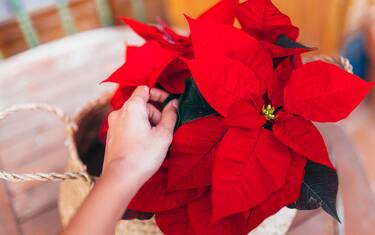 Stella di Natale, come curarla e farla rifiorire: la guida completa