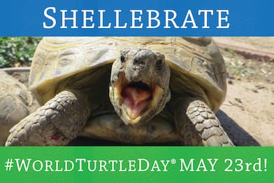 Giornata mondiale delle tartarughe, 5 curiosità sulla specie