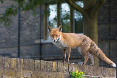 Volpi 'urbane', a Londra oltre 10mila: “Parte dell’ecosistema"
