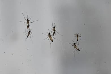 Dengue, zanzare infettate con un batterio riducono casi del 77%