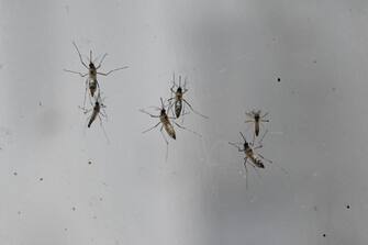The female and male Wolbachia-carrying mosquitoeses are seen mating in an enclosure at the newly opened National Environmental Agency (NEA) mosquitoes production facility in Singapore December 2, 2019. - Singapore explores the use of Wolbachia-carrying Aedes males to help suppress the Aedes mosquito population in Singapore, for further reduction of the risk of dengue. (Photo by Roslan RAHMAN / AFP) (Photo by ROSLAN RAHMAN/AFP via Getty Images)