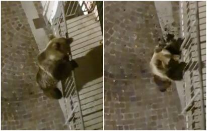 Trentino, orso si arrampica su balcone di un palazzo a Calliano. VIDEO
