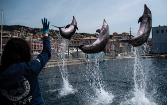 TOPSHOT - Dolphins perform during practice at the Aquarium of Genoa, Liguria, on May 22, 2020, as the country eases its lockdown after over two months, aimed at curbing the spread of the COVID-19 infection, caused by the novel coronavirus. - The Genova Aquarium is set to reopen on May 28 after over two months of lockdown. (Photo by MARCO BERTORELLO / AFP) (Photo by MARCO BERTORELLO/AFP via Getty Images)