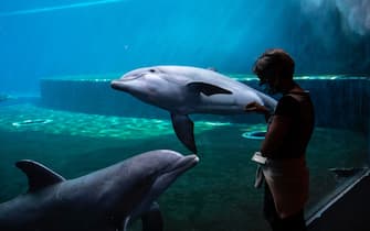 A woman wearing a face mask watches dolphins swim at the Aquarium of Genoa, Liguria, on May 22, 2020, as the country eases its lockdown after over two months, aimed at curbing the spread of the COVID-19 infection, caused by the novel coronavirus. - The Genova Aquarium is set to reopen on May 28 after over two months of lockdown. (Photo by MARCO BERTORELLO / AFP) (Photo by MARCO BERTORELLO/AFP via Getty Images)