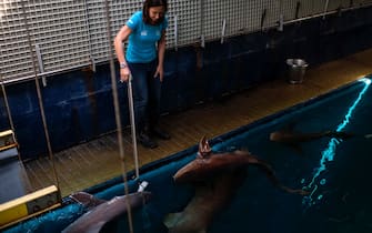A keeper feeds sharks with fish at the Aquarium of Genoa, Liguria, on May 22, 2020, as the country eases its lockdown after over two months, aimed at curbing the spread of the COVID-19 infection, caused by the novel coronavirus. - The Genova Aquarium is set to reopen on May 28 after over two months of lockdown. (Photo by MARCO BERTORELLO / AFP) (Photo by MARCO BERTORELLO/AFP via Getty Images)