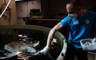 A keeper feeds an injured loggerhead sea turtle (Caretta caretta) during its recovery at the Aquarium of Genoa, Liguria, on May 22, 2020, as the country eases its lockdown after over two months, aimed at curbing the spread of the COVID-19 infection, caused by the novel coronavirus. - The Genova Aquarium is set to reopen on May 28 after over two months of lockdown. (Photo by MARCO BERTORELLO / AFP) (Photo by MARCO BERTORELLO/AFP via Getty Images)