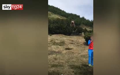 Trentino, orso dietro a un bambino: lui sta calmo e si salva. VIDEO