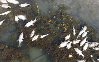 Roma, emergenza siccità nel Tevere: morti centinaia di pesci. FOTO
