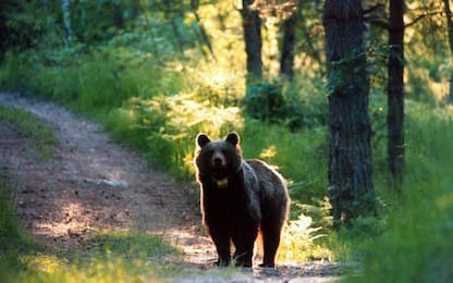 Trentino, padre e figlio incontrano orso durante camminata: feriti