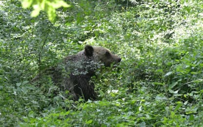 Trentino, ordinanza abbattimento per orso che ha ferito padre e figlio