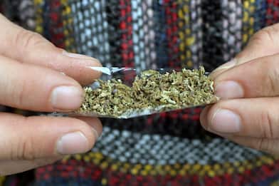Garlasco, coltiva marijuana nell'orto della nonna: denunciato 44enne