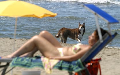 Cani in spiaggia, diritti e doveri dei proprietari: il vademecum. FOTO
