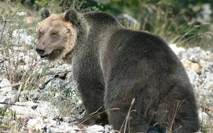 Trento, l'orso M49 fugge per la seconda volta dal Casteller