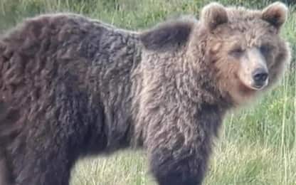 Orso M49: trovato a terra il collare, ora completamente 'libero'