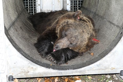 Trentino, l’orsa catturata e rilasciata mercoledì è JJ4