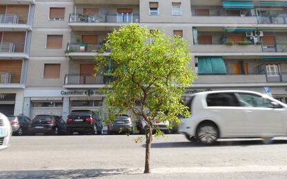 Milano, un ciliegio nato sull’asfalto durante il lockdown. FOTO