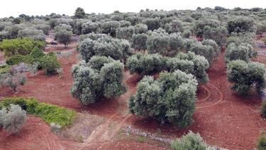 Puglia, Xylella: dopo due anni dall'emergenza il primo olio