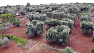 OSTUNI, ITALY - JUNE 22: A view of olive trees on June 22, 2020 in Ostuni, Italy. The olive trees in the Ostuni area have been set to be taken down amid a Xylella Fastidiosa spread in the Puglia region of Italy. (Photo by Donato Fasano/Getty Images)