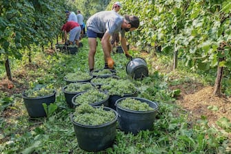 TREVISO, ITALY - SEPTEMBER 19: Workers harvest grapes for Prosecco in a vineyard on September 19, 2018 in Treviso, Italy. In 2019 a production of over 500 million bottles of Prosecco Doc is planned in the regions of Veneto and Friuli Venezia Giulia, destined for national consumption and exportation all over the world. (Photo by Stefano Mazzola/Awakening/Getty Images)