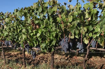 ETNA, SICILY, ITALY - SEPTEMBER 22: Nerello Mascalese grapes flourish in a vineyard on the northern slope of the Mt. Etna volcano, Europe's largest and most active, on September 22, 2017 near Randazzo in Sicily, Italy. Wine has been made in Sicily for thousands of years and the island had a reputation for its bulk production and cheap wines but in the late 1980's a small group of local winemakers launched a revolution to make quality wines from indigenous grapes. On the volcano's eastern slopes, amidst recent and ancient lava flows, lies the Etna DOC (Denominazione di origine controllata) where three decades later some 300 wineries produce close to 1 million bottles of highly regarded and tightly regulated wine from 1620 acres of volcanic and mineral-rich soil, mainly from the Nerello Mascalese and Nerello Cappuccio red grapes and Carricante and Catarratto white varietals. (Photo by David Silverman/Getty Images)