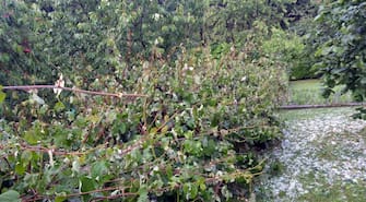 maltempo, grandine, coldiretti, terra, ortaggi, prati, pascoli, Uno dei campi devastati dalla grandine che, fa sapere Coldiretti, nel suo monitoraggio, ha colpito la Valle Seriana, fra Nembro, Gazzaniga, Albino, e Alzano Lombardo, e la Valle Imagna, azzerando il raccolto del fieno e distruggendo nelle aziende agricole fino al 90% della frutta sugli alberi. ANSA/UFFICIO STAMPA COLDIRETTI
+++ NO SALES, EDITORIAL USE ONLY+++