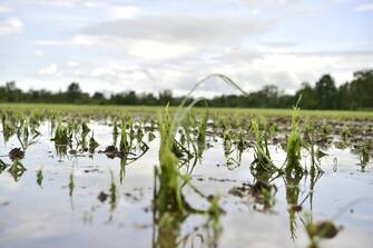 Maltempo nubifragio nel milanese, campi agricoli allagati per l' esondazione del Lambro Meridionale, nell'area tra Assago e Gudo Gambaredo, nel Parco Sud Milano, Campagna allagata per il mal tempo del parco agricolo sud, assago e gudo gambaredo (Duilio Piaggesi/Fotogramma, Milano - 2020-05-15) p.s. la foto e' utilizzabile nel rispetto del contesto in cui e' stata scattata, e senza intento diffamatorio del decoro delle persone rappresentate