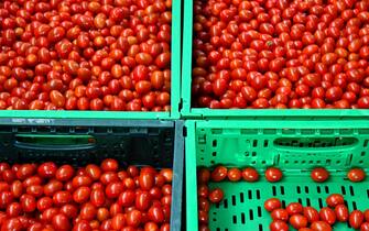 Tomatoes are being sorted out at the Sfera Agricola hydroponic farm in Gavorrano on June 27, 2019. - The Italian tomato is prized around the world, but its flavour has soured in recent years over reports of mafia infiltration, slave labour and toxic fires that poison water sources. Southern Europe's biggest hydroponics farm is out to change all that, by growing pesticide-free crops in environmentally-friendly greenhouses -- and getting bumblebees to do the hard work. (Photo by ALBERTO PIZZOLI / AFP)        (Photo credit should read ALBERTO PIZZOLI/AFP via Getty Images)