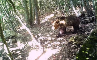 L'orso M49 immortalato da una foto trappola durante la sua fuga. ANSA/ US PROVINCIA AUTONOMA DI TRENTO +++ NO SALES - EDITORIAL USE ONLY +++