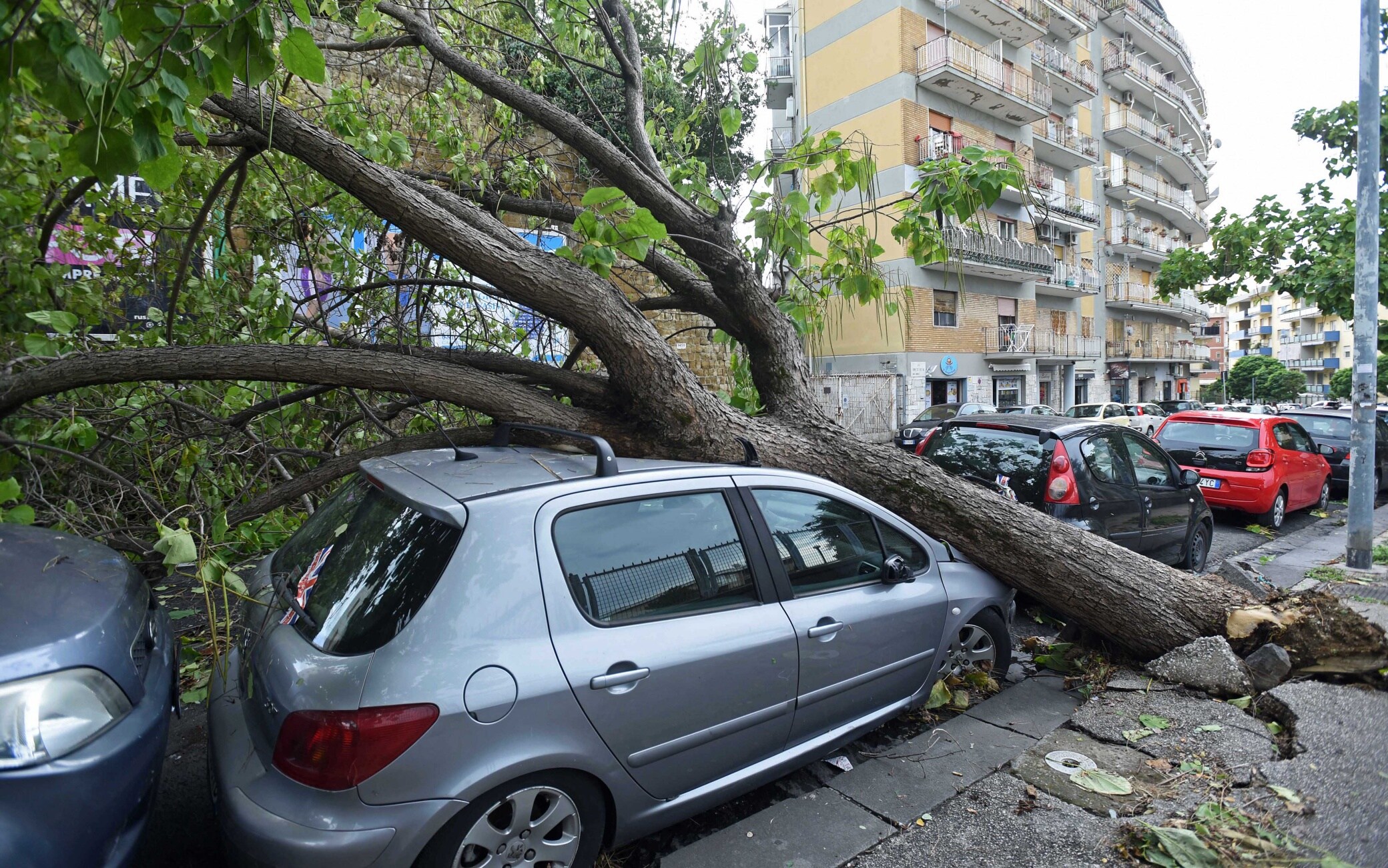 Un albero caduto a Napoli, nella zona del Vomero