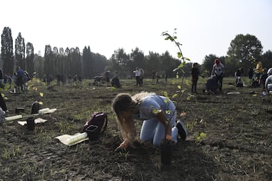 Forestami, 3 milioni di alberi entro il 2030