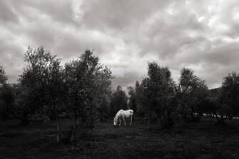 A glimpse into the olive grove of the agricultural estate.
-
Grosseto (Tuscany) - Italy - 6 January 2018.
-
Nomadelfia estate, where the community is located, extends for four square kilometers on the outskirts of the city of Grosseto, in the typical green of the Tuscan Maremma.