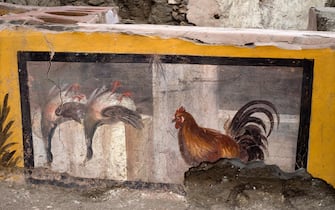 A Parco Archeologico picture made available 26 December 2020 shows adetail of the almost intact environment of a Thermopolium in Pompeii, Italy.Two ducks hanging by the feet, a rooster, a dog on a leash, which look like they are painted in 3D. The almost intact environment of a Thermopolium, a street food shop, with dishes of all kinds, from snails to a sort of "paella", returns to light in Pompeii. A discovery, anticipates the director Osanna to ANSA, who "returns an incredible photograph of the day of the eruption", and opens up new studies on the life, uses and nutrition of the Pompeians, "It will be an Easter gift for visitors", announces.
ANSA/PARCO ARCHEOLOGICO DI POMPEI  EDITORIAL USE ONLY NO SALES