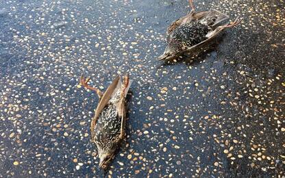 Roma, strage di uccelli a Capodanno: centinaia trovati sull’asfalto