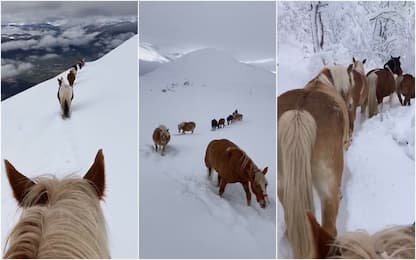 La transumanza dei cavalli nella neve da Castelluccio a Norcia. FOTO